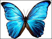 Фотография бабочки в качестве эскиза